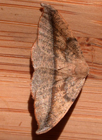 Juniper-twig Geometer Juniper-twig Geometer